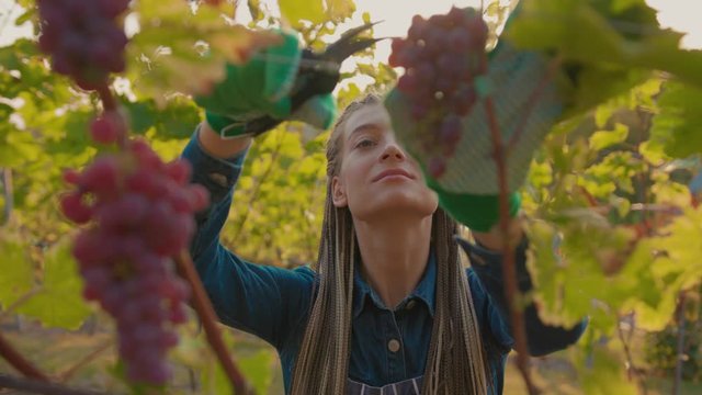 Young farmer woman picking grapes on the vineyard during vine harvest on a lovely sunny autumn day agriculture farm industry vine field food fresh fruit green grow hands worker slow motion