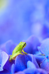 Frog and hydrangea in the garden