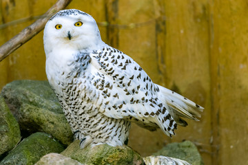 great grey owl