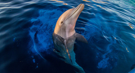 One Dolphin  © Pelow Media