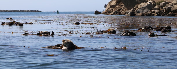 Morro Bay Otters 