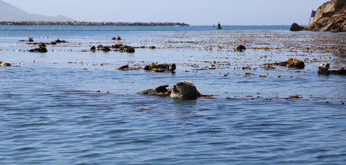 Morro Bay Otters 