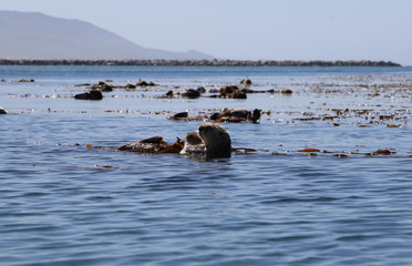 Morro Bay Otters 