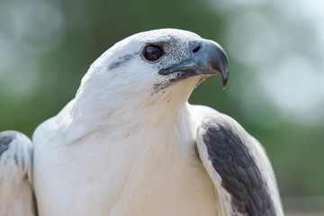 White-bellied Sea Eagle also known as a White-breasted Sea Eagle out in nature during the day.
