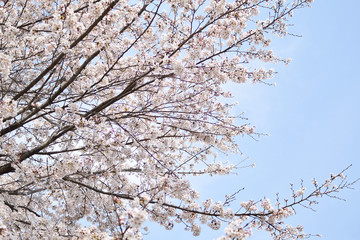 Cherry blossom in spring season