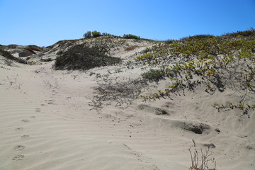 Morro Rock from Morro Bay Island