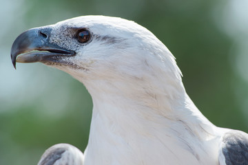 White-bellied Sea Eagle also known as a White-breasted Sea Eagle out in nature during the day.
