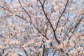 Cherry blossom in spring season