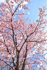 Cherry blossom in spring season