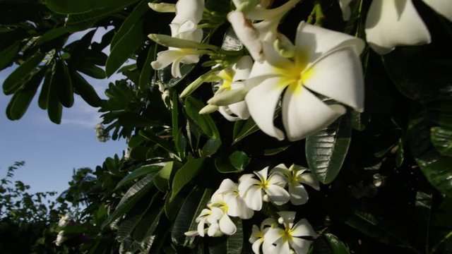 A daylight closeup shot of a luscious plumeria tree with green leafy branches and clusters of white flowers in full bloom.