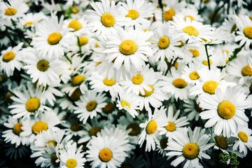 bunch of daisies  flowers 
