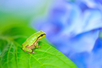 Frog and hydrangea in the garden