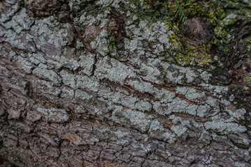 bark of a tree