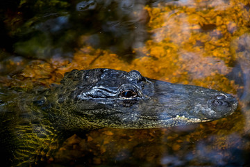Aligator