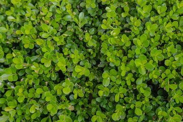 Obraz premium background of green leaves