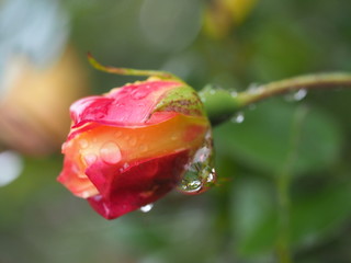  flowers nature insects