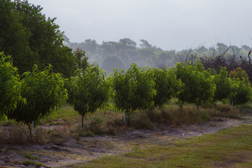 Peach farm