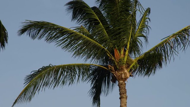 A daylight closeup shot of a coconut tree top with its leafy branches dancing in the wind against the hazy blue sky background.