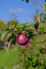 Apples on trees with green leaves on a sunny day outdoors.