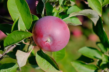 Apples on trees with green leaves on a sunny day outdoors.