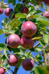 Apples on trees with green leaves on a sunny day outdoors.