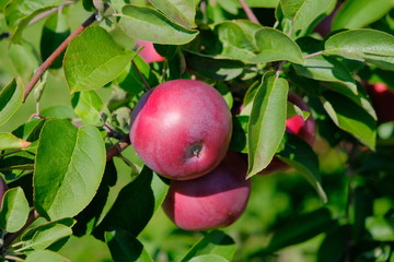 Apples on trees with green leaves on a sunny day outdoors.