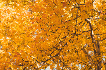 Yellow colored leafs in autumn