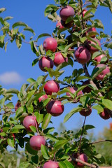 Red ripe apples on apple tree in an orchard on a sunny day with blue sky.