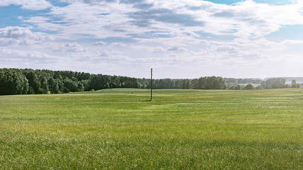Summer landscape, green forest from above on sunny summer day.