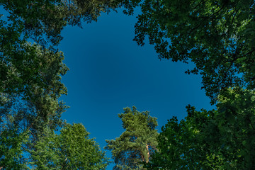 trees and blue sky