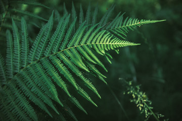 fern in the forest