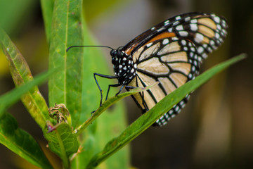 Monarch on  milkweed