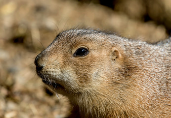 prairie dog at local animal park 