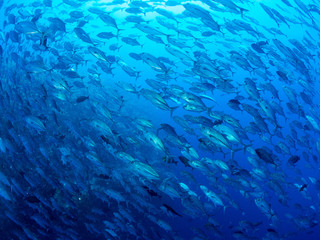 パラオ_ペリリュー_スキューバダイビング