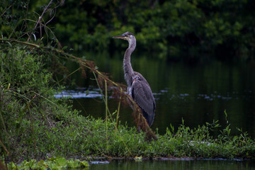 Sandhill crane 
