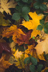 Autumn colored maple Leafs on the forest floor