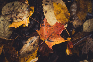 Autumn colored maple Leafs on the forest floor