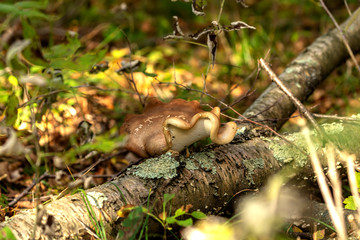  mushrooms on the tree in autumn forest