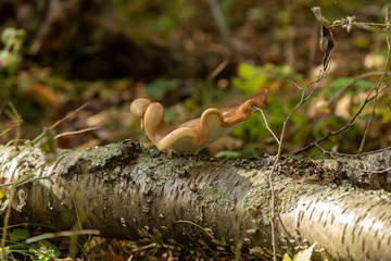 mushrooms on the tree in autumn forest