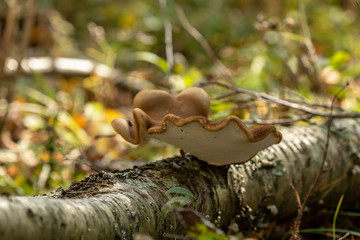  mushrooms on the tree in autumn forest