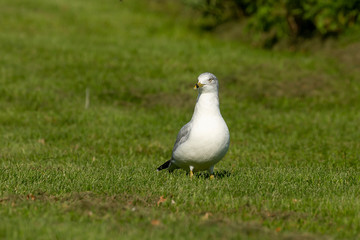 Seagull on the meadow on shore   Lake Michigan 
