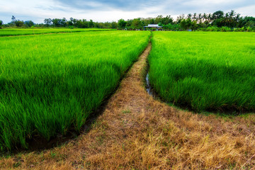 Green rice fields with a path in the middle.