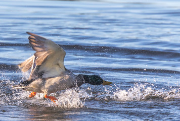 canada goose in the water splashing 