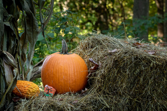 fall decoration, pumpkin hay bail and corn stocks in woods.