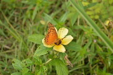 Borboleta