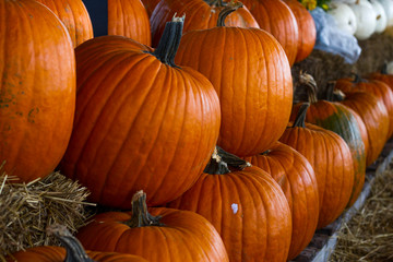 Autumn is here and pumpkins are ready