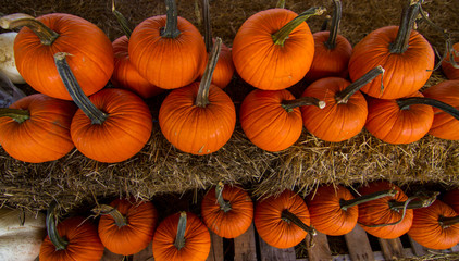 Autumn is here and pumpkins are ready