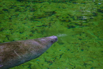 Fototapeta premium Manatee up for air