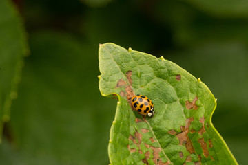 bug on a leaf