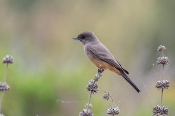 Cute Say's Phoebe bird show alert posture to danger while perched on wildflower stalk and looking to left. to right.